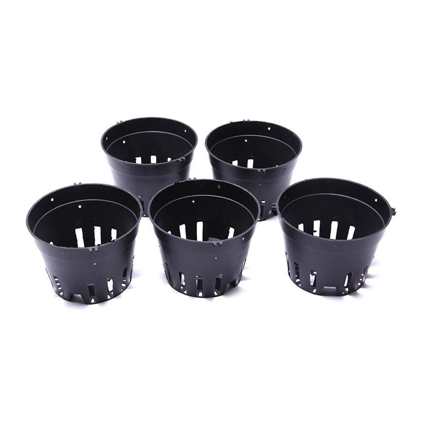 Set 20 chậu lan đen phi 14