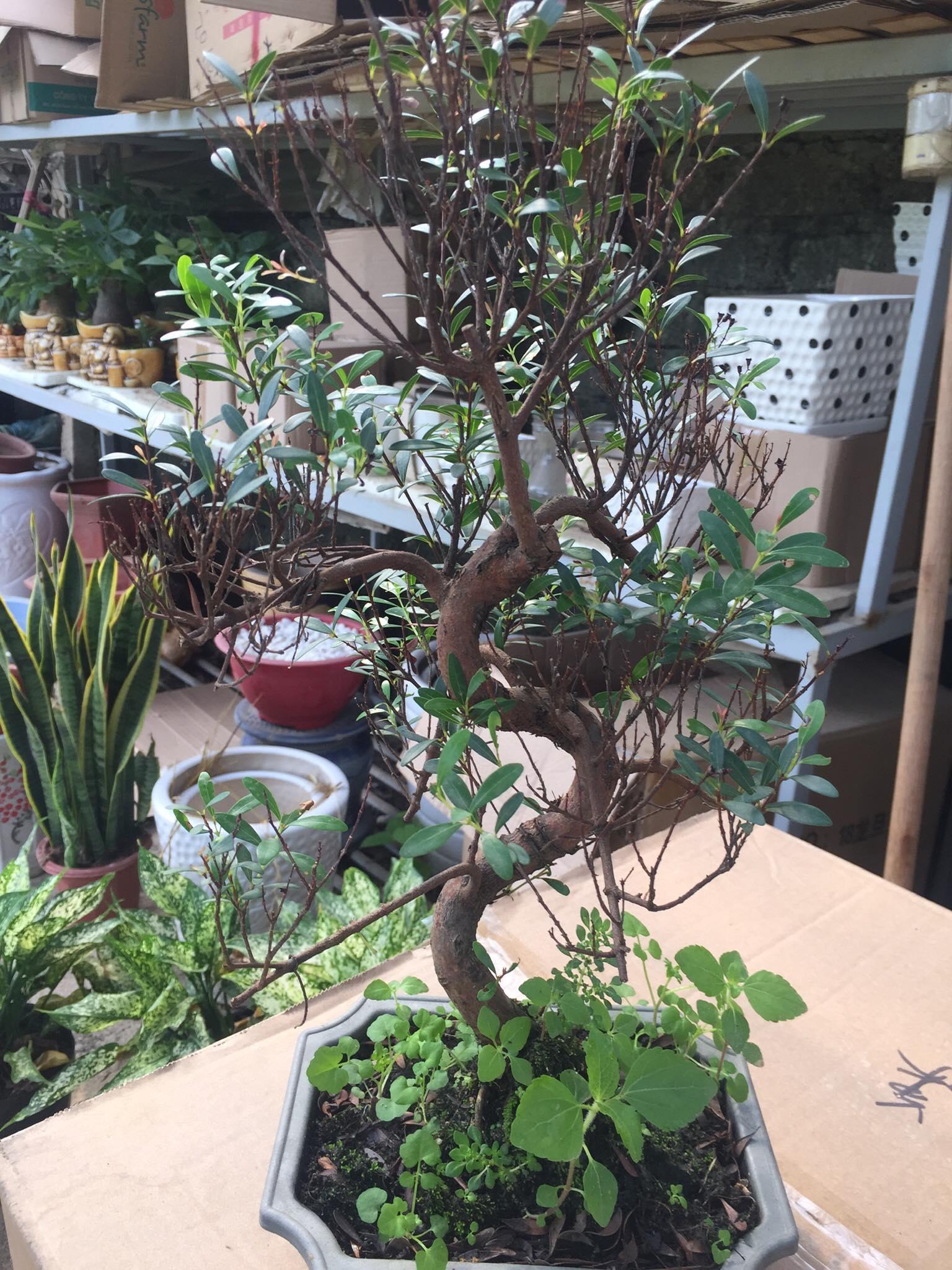 Cây linh sâm, cây LINH SÂM bonsai mini, Cây phong thủy xua đuổi tà khí