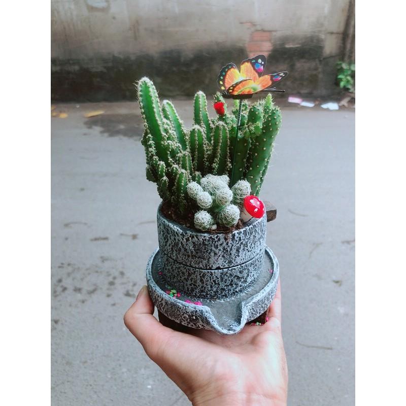 Chậu Cây Xương Rồng Tiểu Cảnh