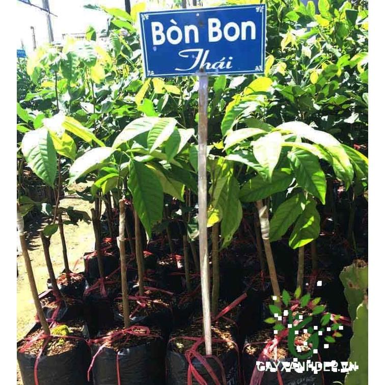 Cây bòn bon Thái lan ghép, cây đẹp, ra quả sau 6 tháng trồng, giống nhập khẩu