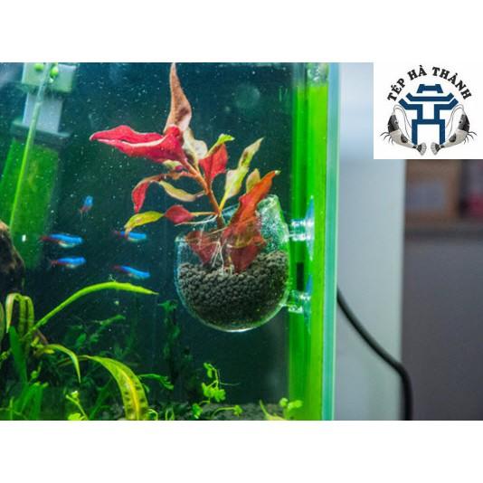 Cốc Trồng Cây Thủy Sinh - Trang Trí Bể Cá Cảnh, Bể Thủy Sinh