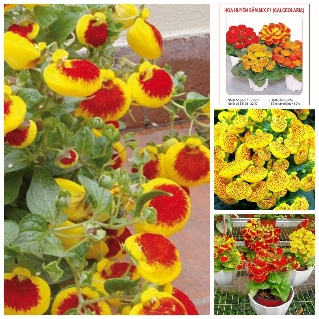 Hạt Giống Hoa Huyền Sâm Nhiều Màu CT440 - Gói 20 hạt