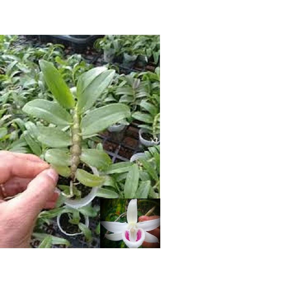 Cốc phi điệp 5 cánh trắng TIÊN SA - hàng gieo hạt - hoa xổ số - hoa siêu đẹp
