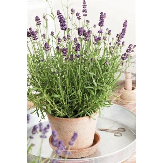 Hạt Giống Hoa Lavender - Hoa Đẹp- Nảy Mầm Tốt - Cây Cảnh - Cây Phong Thủy - Cây Để Bàn- Cây Văn Phòng - Mộc Miên Garden