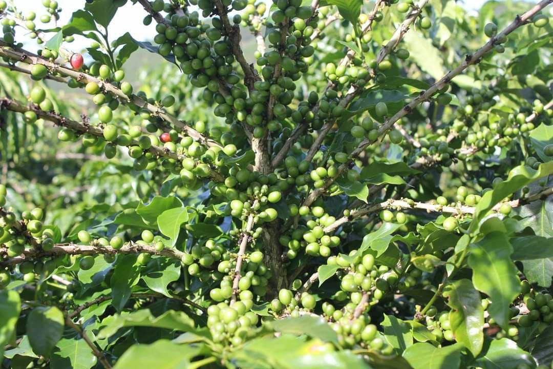 Cây giống cà phê robusta ghép siêu trái