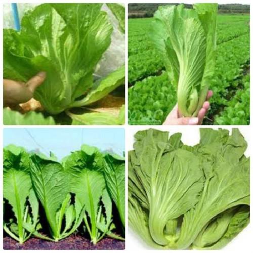 Hạt Giống Cải Bẹ Dưa Cao Sản, Giòn Ngọt NĂNG XUẤT CAO