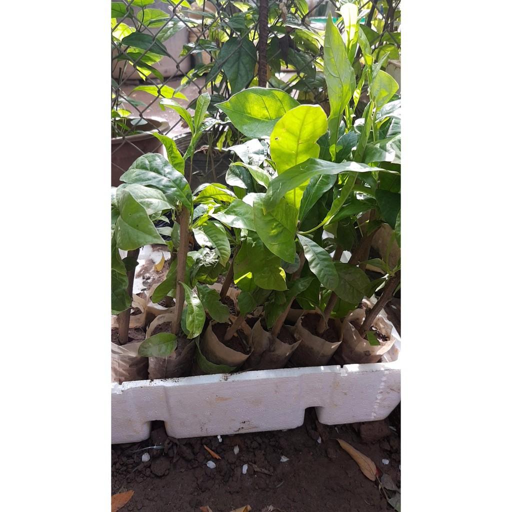 4 cây giống đào trường thọ - Gửi cây trong bầu