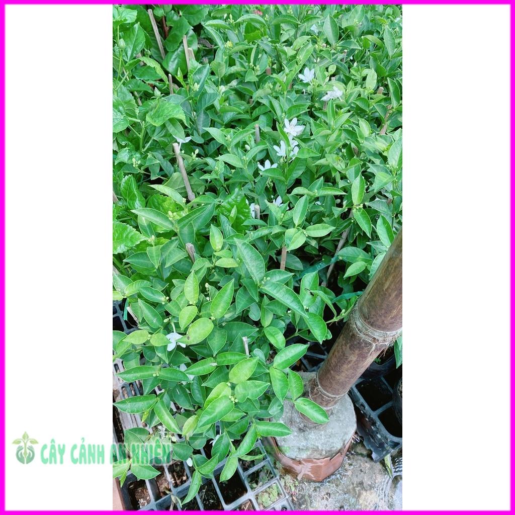 Hoa Chỉ Thiên Hàng Đẹp