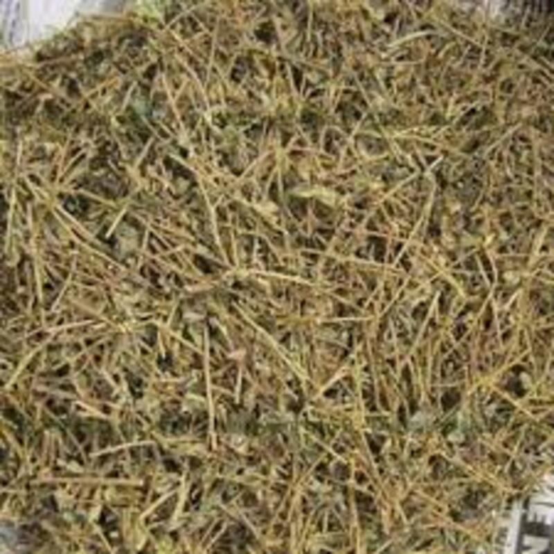 CÂY GIỐNG CÀ GAI LEO SIÊU TỐT