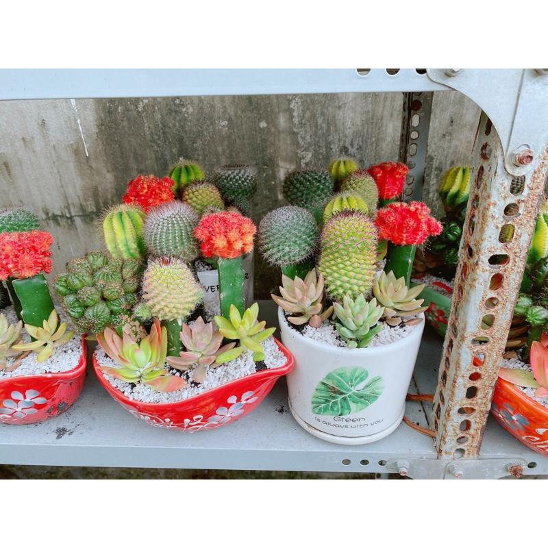 Chậu Xương Rồng Tiểu Cảnh