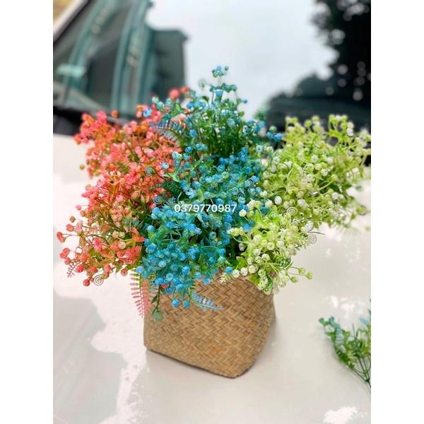 Dương xỉ trang trí