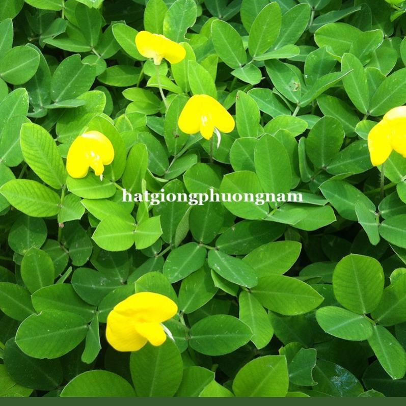 100 GRAM - HẠT GIỐNG CỎ LẠC ĐẬU PHỘNG