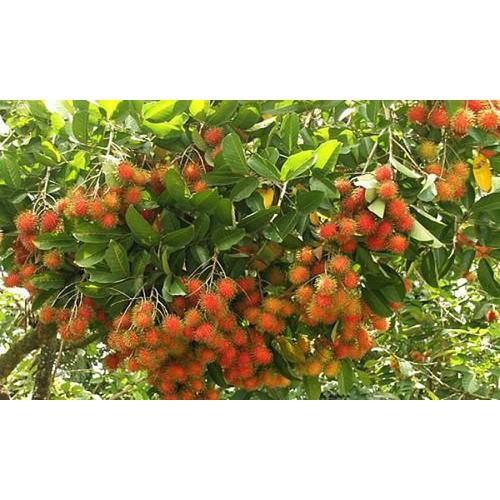 CÂY GIỐNG CHÔM CHÔM NHÃN SIÊU NGON SIÊU QUẢ- CAM KÊT GIỐNG CHUẨN F1 - CGCCNF1