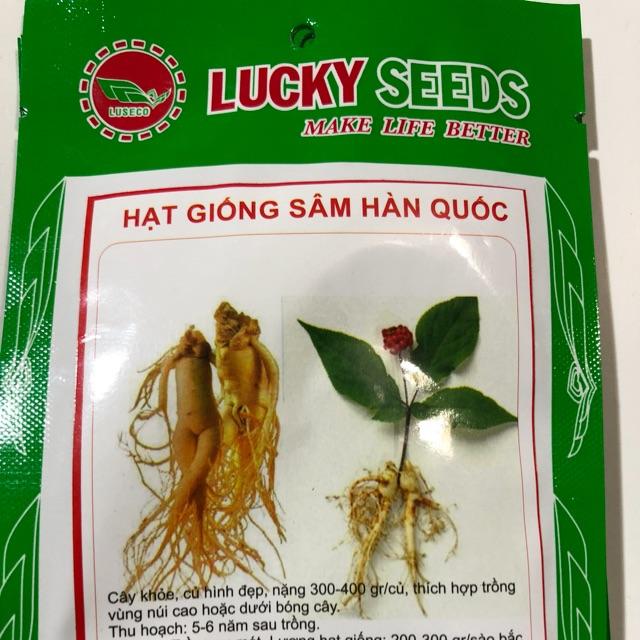 HẠT GIỐNG SÂM HÀN QUỐC