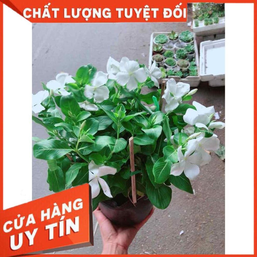 Hoa dừa cạn trắng Nhiều Người Mua