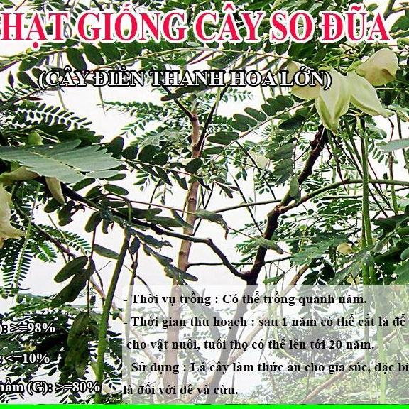 Hạt Giống Cây So Đũa – Điền Thanh Hoa Lớn - Giống Cỏ Chăn Nuôi
