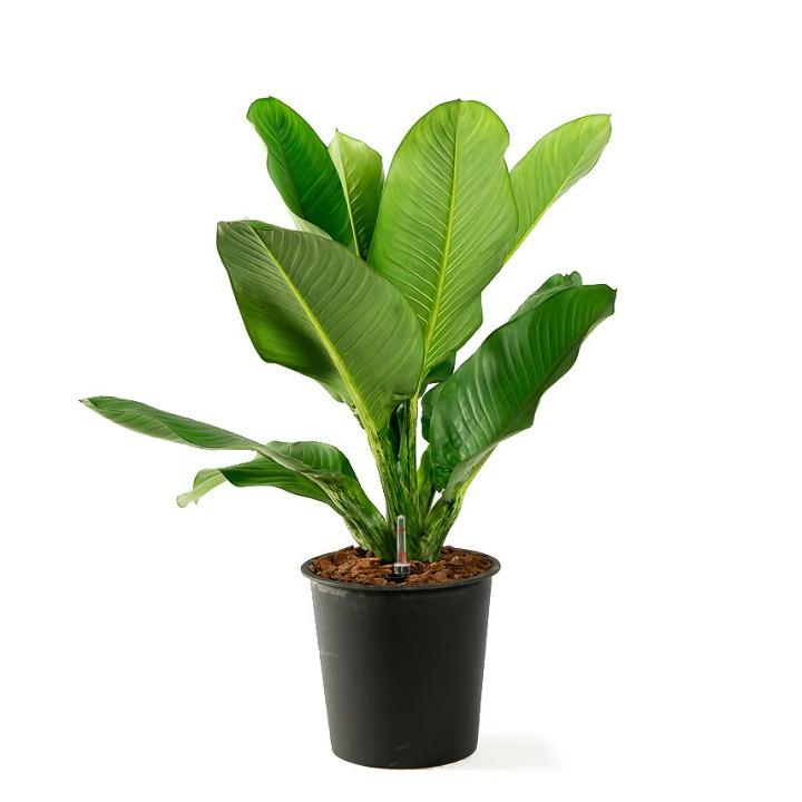 CÂY ĐẠI PHÚ GIA, CÂY TO GỬI ĐI NGUYÊN CHẬU