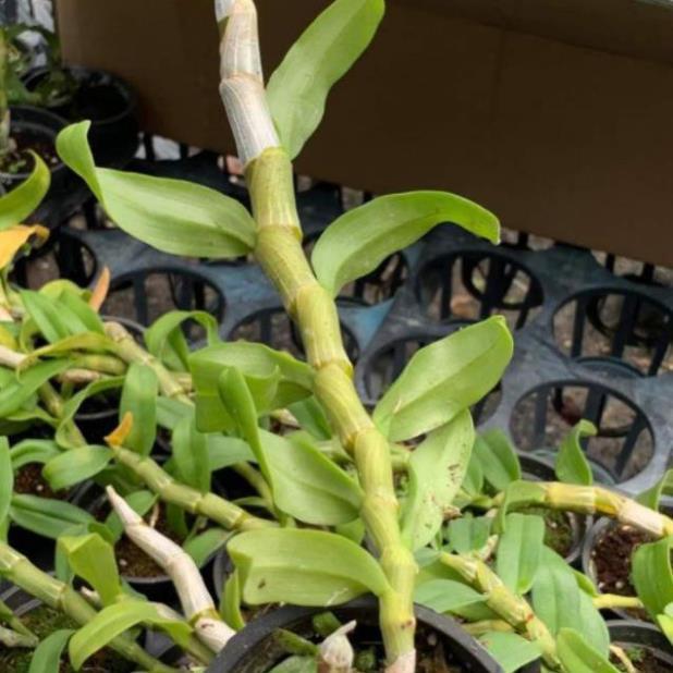 Hoa lan trầm rừng parashi ki mập khỏe ấm chậu