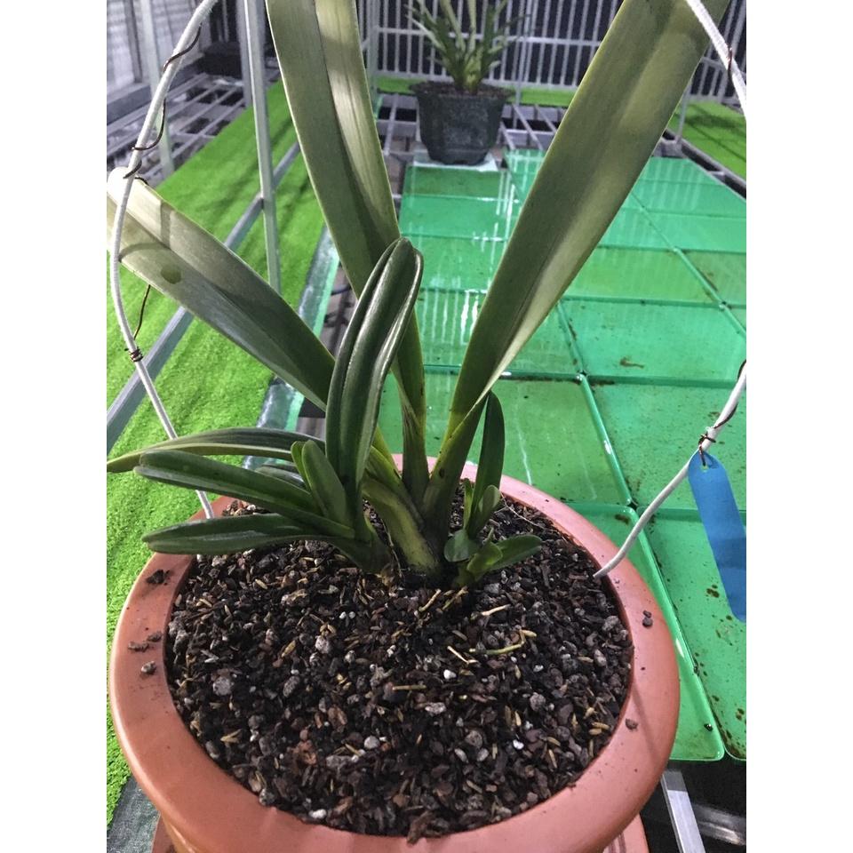 Khay nước làm mát dàn lan 50cmx50cmx3cm 10 cái