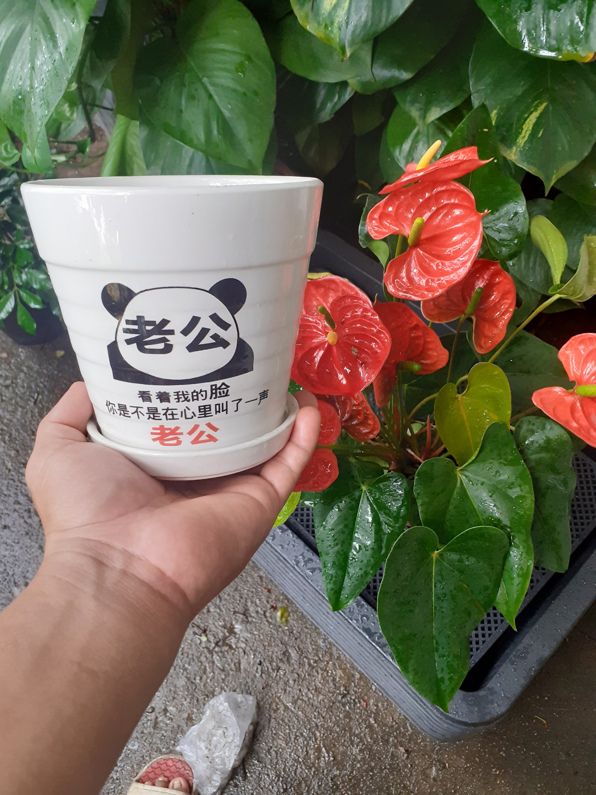 Chậu sứ tròn kèm dĩa trắng gấu panda kung fu