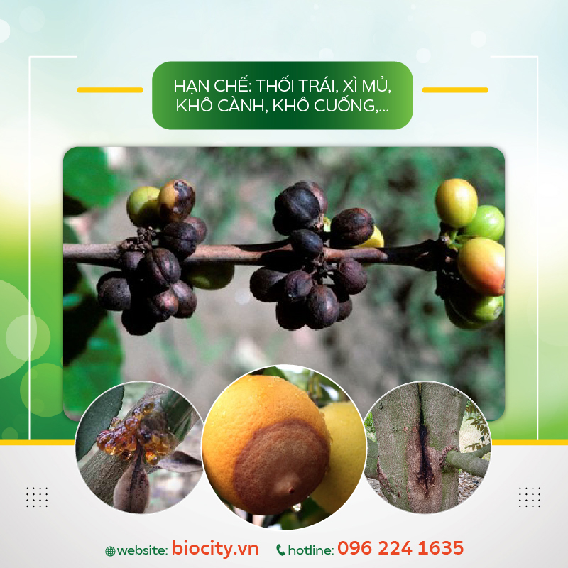 Phân bón sinh học giúp cải tạo phục hồi đất - Phân bón hữu cơ O.hay 5 lit