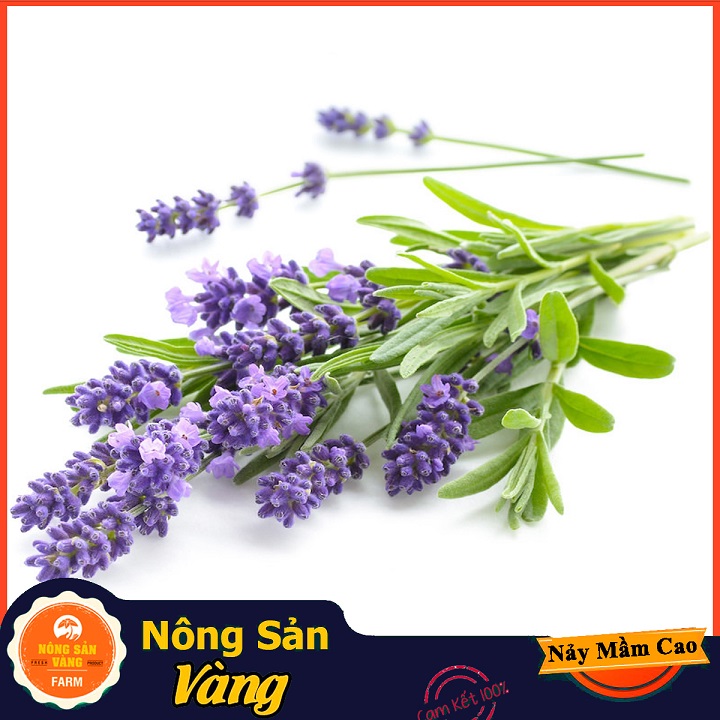 Hạt giống Hoa Oải Hương ( Gói 50 Hạt ) - Nông Sản Vàng