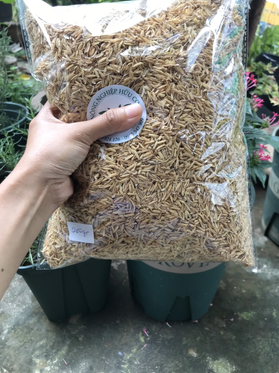 Trấu sống - Giá thể trấu sống trồng cây