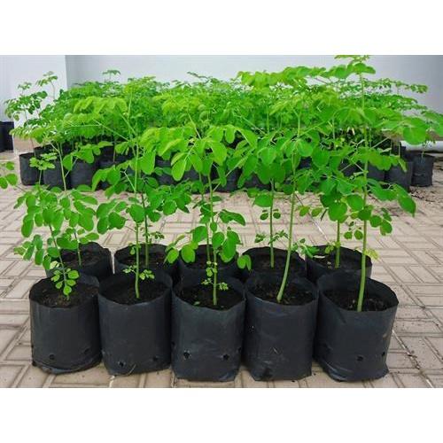 CÂY CHÙM NGÂY - cây giống nhỏ
