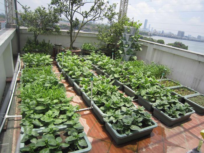 COMBO 5 chậu trồng rau đa năng GREEN KONOHA