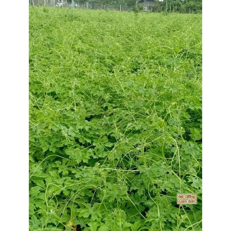HẠT GIỐNG KHỔ QUA RỪNG F1 - Loại Quả Thanh Nhiệt, Dễ Trồng.