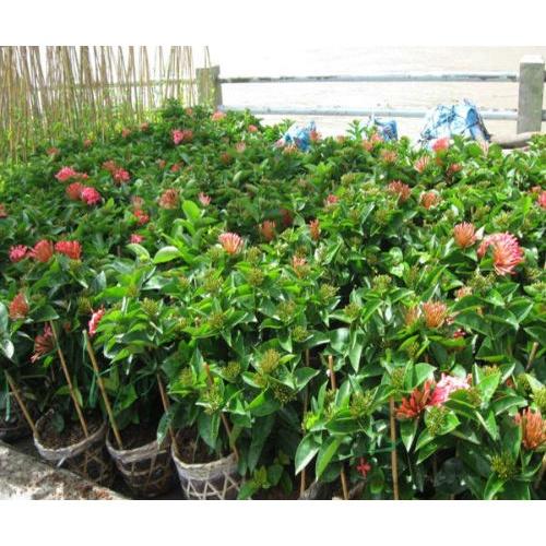 COMB0 2 Cây hoa MẪU ĐƠN ĐỎ HỒNG MỸ