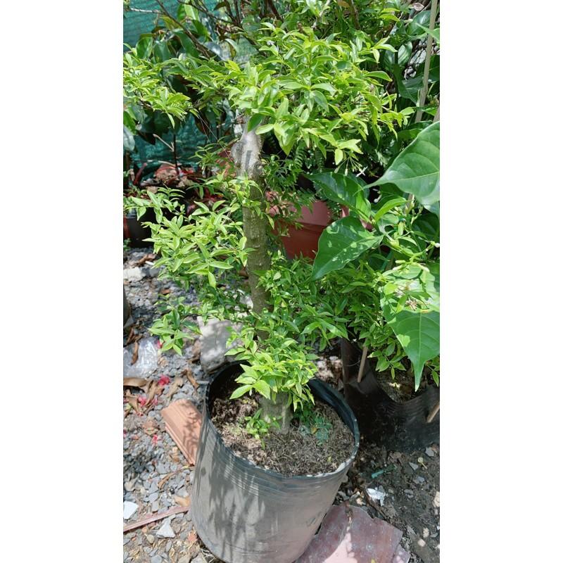 Cây Mai Chiếu Thuỷ Bonsai