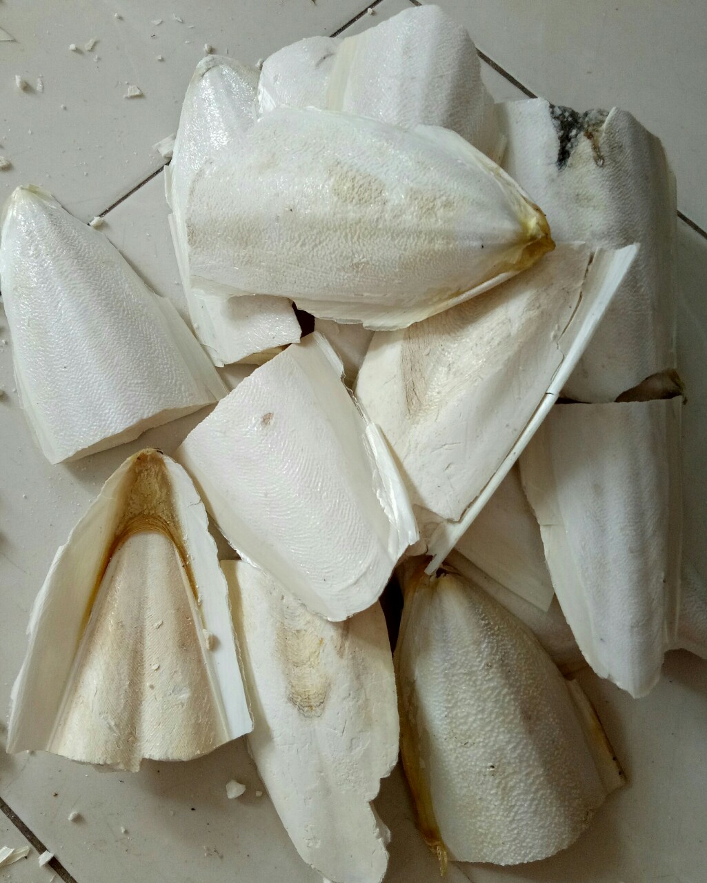 500gram nan mực vỡ làm thức ăn tăng cường canxi cho chim, mọi dòng vẹt, rùa, gà, hamster