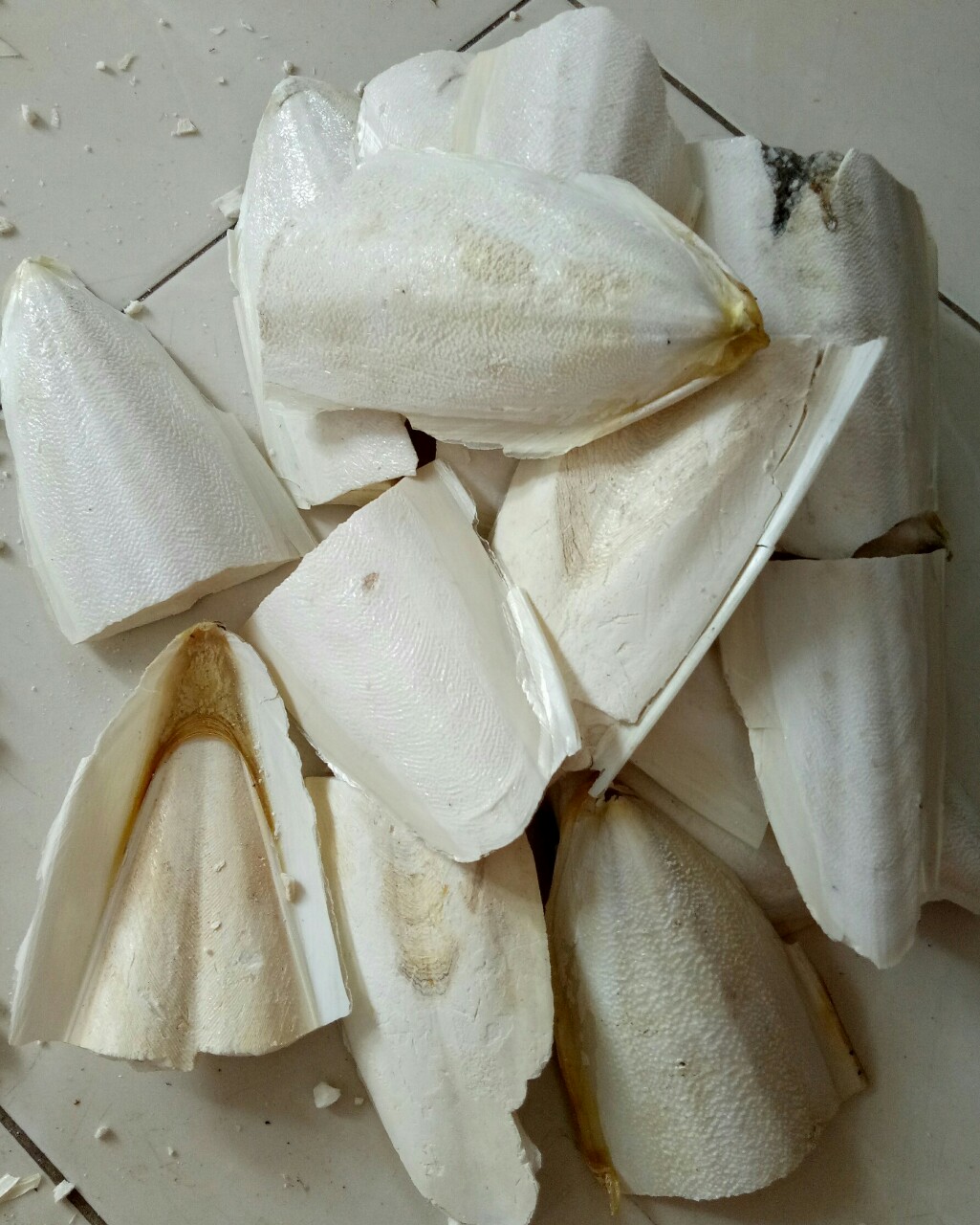 [HÀNG SẠCH] 500gram nan mực vỡ (mảnh lớn) làm thức ăn tăng cường canxi cho chim, mọi dòng vẹt, rùa, gà, hamster