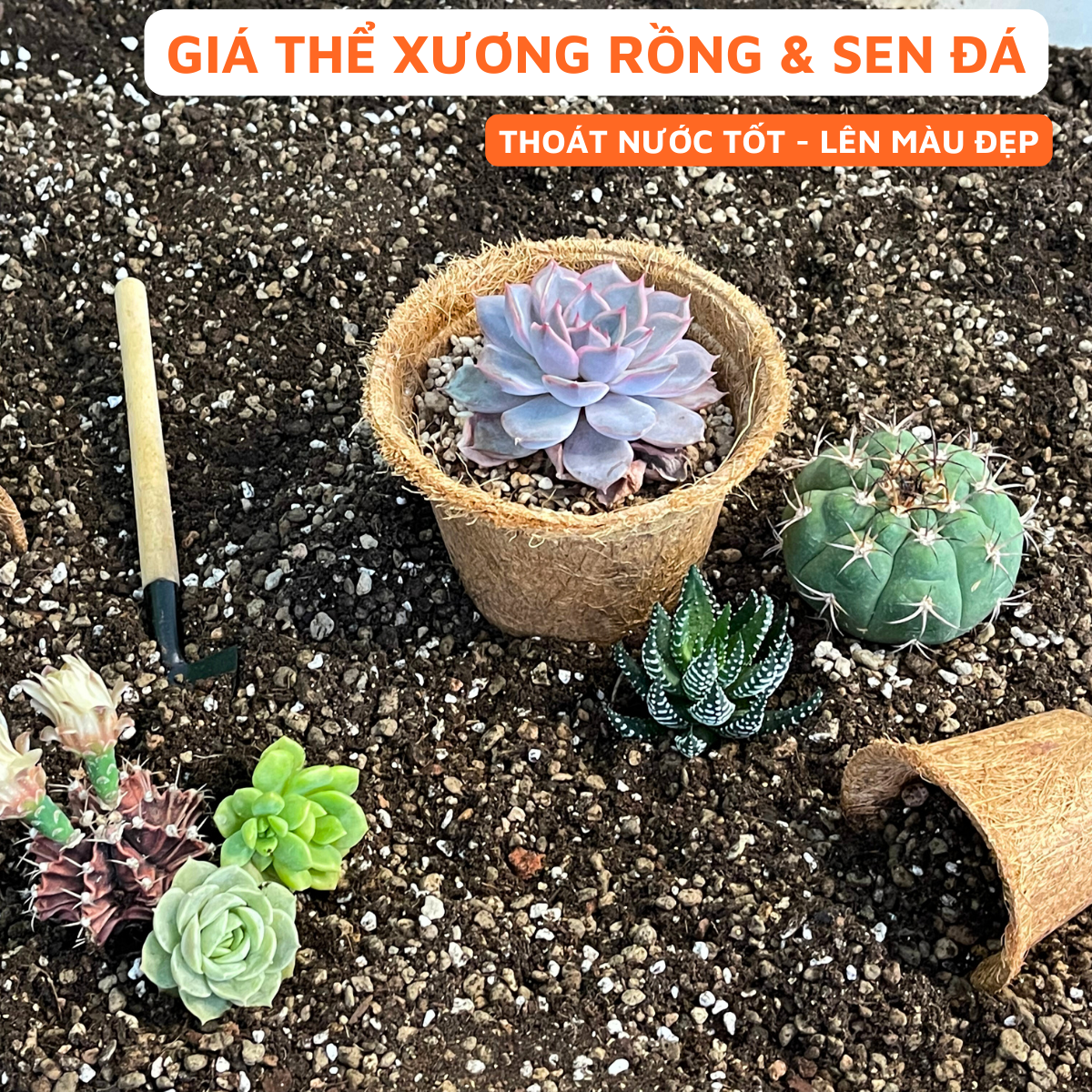 Giá Thể Trồng Xương Rồng, Sen Đá Cao Cấp Ficoco