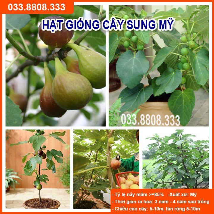 HẠT GIỐNG CÂY SUNG MỸ - DỄ TRỒNG, DỄ CHĂM