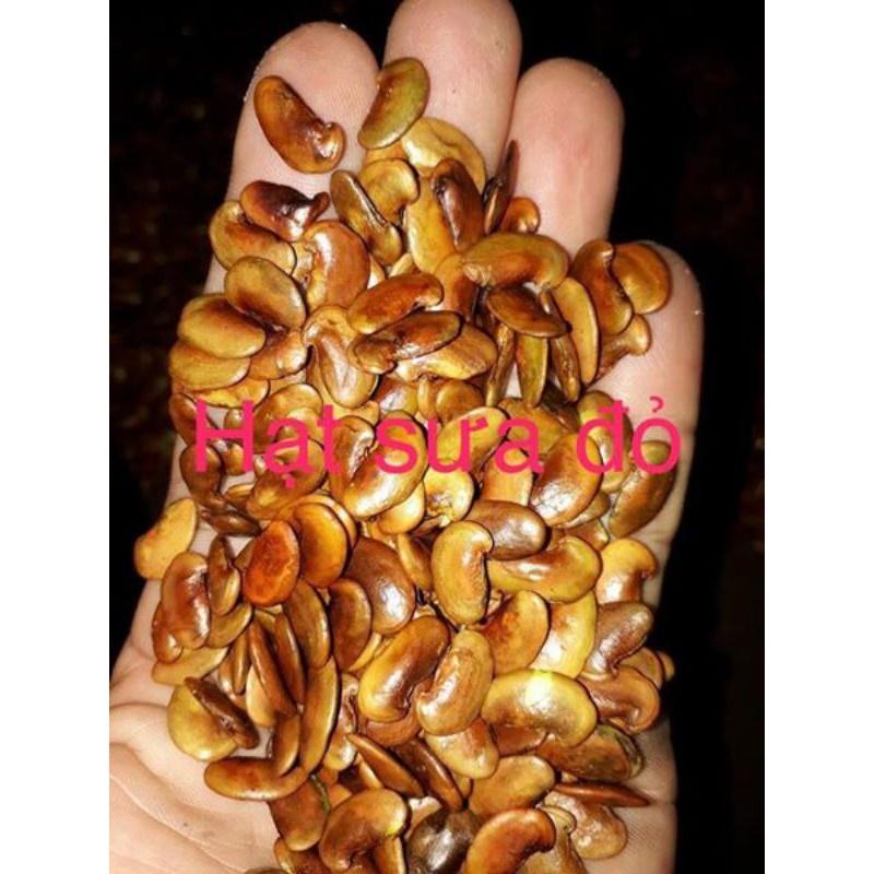 1kg hạt giống gỗ sưa đỏ