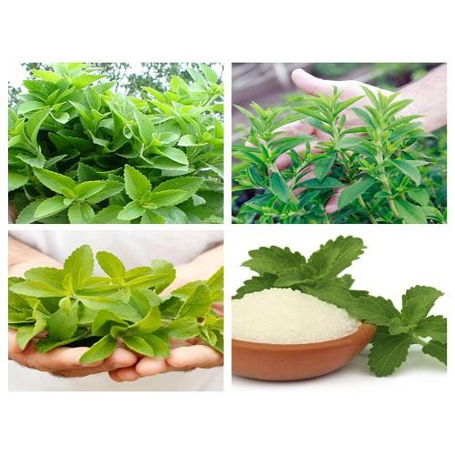 hạt giống cây CỎ NGỌT STEVIA, Cỏ đường, Cỏ mật hoặc Cúc ngọt dễ trồng