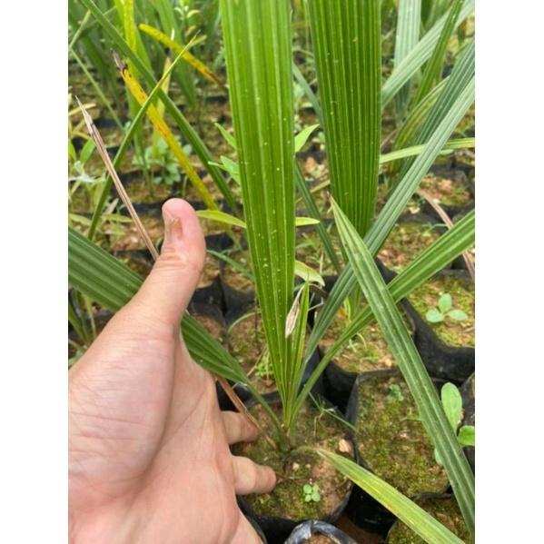 Cây giống chà là ăn quả