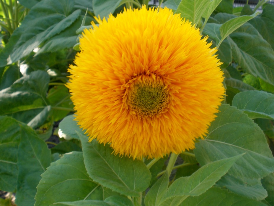 Bộ 1 gói Hạt giống hoa hướng dương gấu