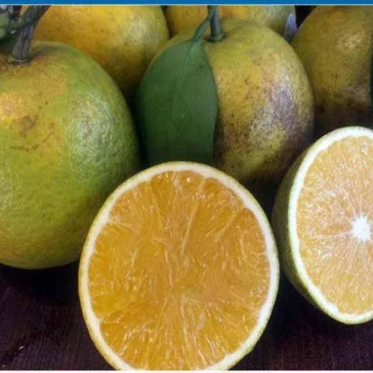 Sản phẩm Cây Ăn Trái giống cam Xoàn