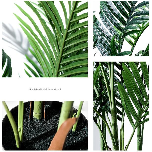 Cây Dừa Cảnh Cao 1 Mét