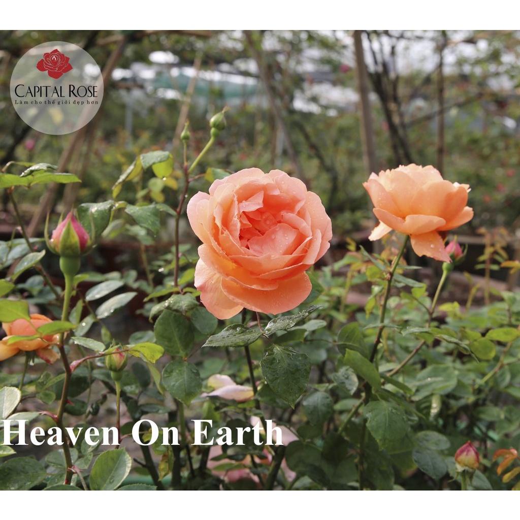 Hoa hồng ngoại Heaven On Earth Rose sang chảnh cực thơm
