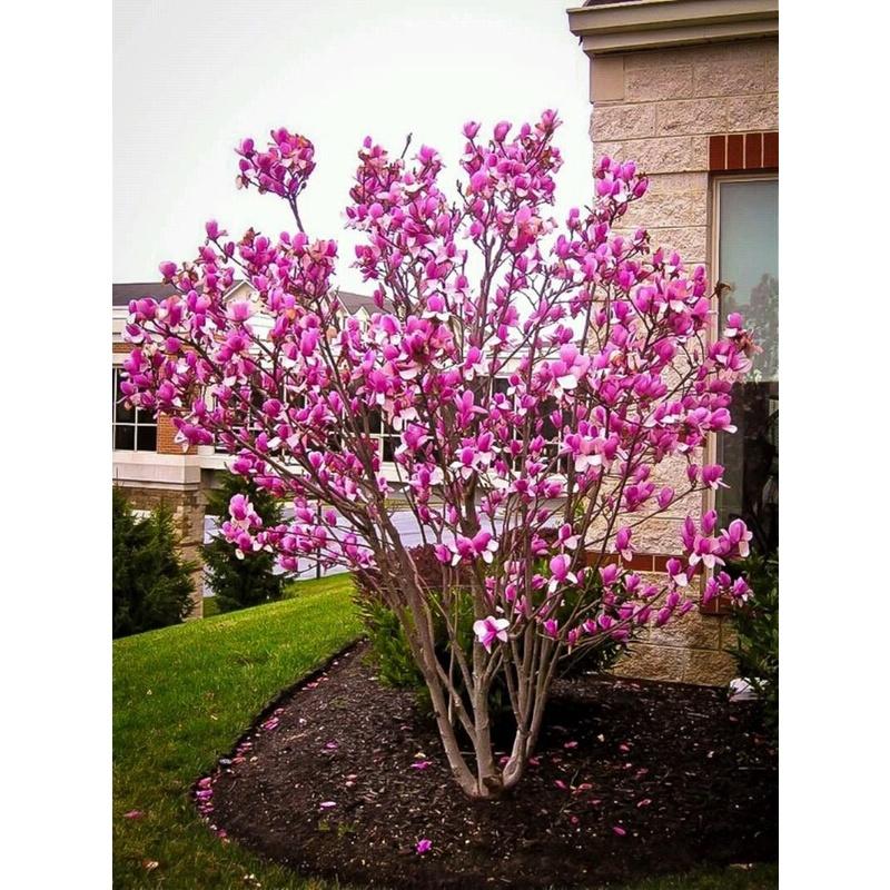 Cây Hoa Mộc Lan Hồng - Cây Hoa Đang Nụ Nở Hoa Vào Dịp Tết Nguyên Đán +