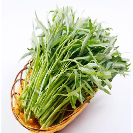 50gr hạt rau muống lá tre cao sản