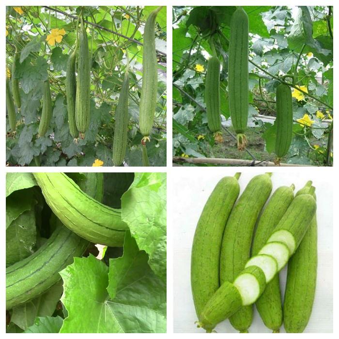 Combo 9 gói hạt giống cây ăn trái ngắn ngày - tặng 1 gói phân bón