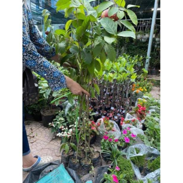 Sản phẩm CÂY GIỐNG BẰNG LĂNG