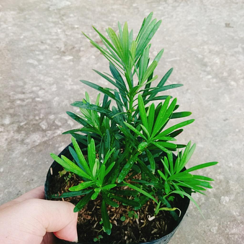 Vạn Niên Tùng - Cây Tùng La Hán