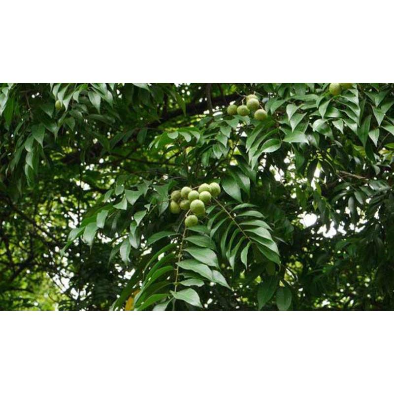Cây sấu giống