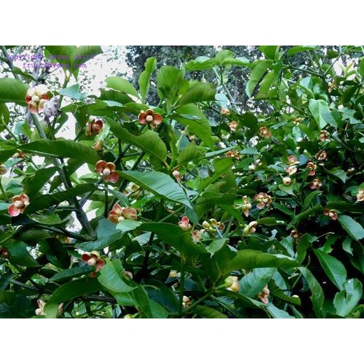 CÂY GIỐNG MĂNG CỤT NHIỆT ĐỚI SIÊU CHỊU NHIỆT SIÊU QUẢ DÒNG QUẢ SỚM- CAM KÊT GIỐNG CHUẨN F1